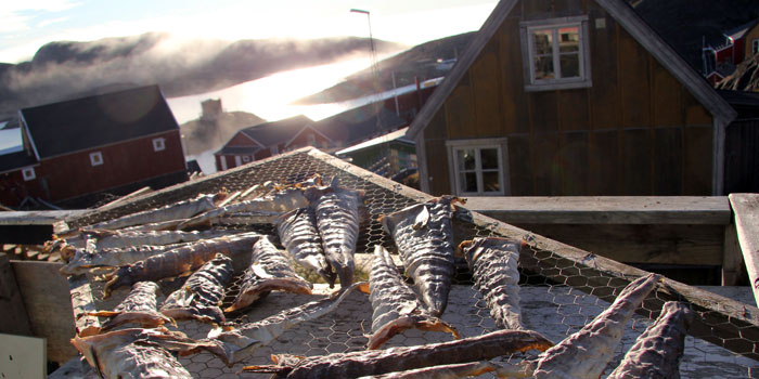 Torsk, Evighedsfjorden. Foto: Line Reeh